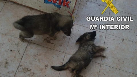 Detenido por maltrato animal en Benicarló. Guardia Civil Detenido por maltrato animal en Benicarló. Guardia Civil