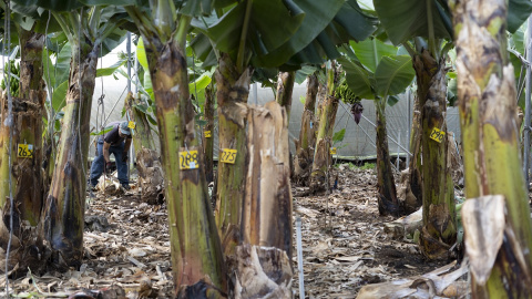 Trabajo en la platanera Trabajo en la platanera