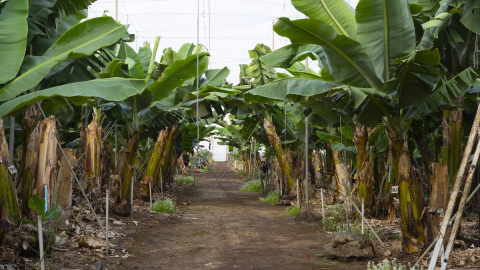 La platanera del Cabildo Insular de El Hierro La platanera del Cabildo Insular de El Hierro