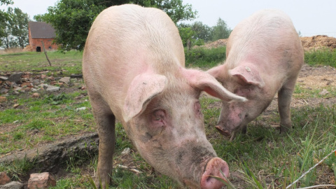 La ganadería familiar del porcino está sucumbiendo ante el avance de las macrogranjas y la industrialización del sector | PxHere La ganadería familiar del porcino está sucumbiendo ante el avance de las macrogranjas y la industrialización del sector | PxHere