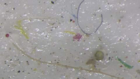 Microplástico encontrado en muestras de hielo tomadas desde el Paso del Noroeste, en Ártico. REUTERS/Proyecto Paso del Noroeste/Duncan Clark Microplástico encontrado en muestras de hielo tomadas desde el Paso del Noroeste, en Ártico. REUTERS/Proyecto Paso del Noroeste/Duncan Clark