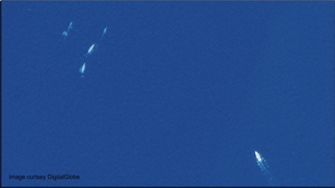 Un ballena fotografiada desde el espacio.- DIGITALGLOBE Un ballena fotografiada desde el espacio.- DIGITALGLOBE