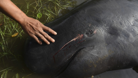 Un hombre toca a una ballena muerta tras quedar varada en una playa en Probolinggo, Indonesia. REUTERS