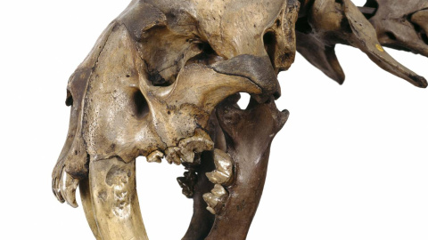 Una especie felina dientes de sable, extinta, en las colecciones del Museo de Historia Natural de Londres. Una especie felina dientes de sable, extinta, en las colecciones del Museo de Historia Natural de Londres.