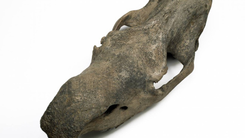 Ejemplar de rinoceronte lanudo. Ejemplar de rinoceronte lanudo.