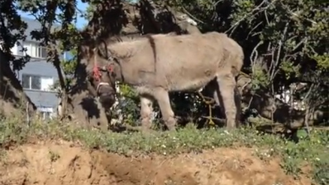 El burro del chatarrero de Mataró. El burro del chatarrero de Mataró.