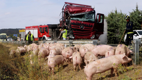 Vista del accidente donde un camión cargado de cerdos vivos ha colisionado con un autobús con siete pasajeros | EFE Vista del accidente donde un camión cargado de cerdos vivos ha colisionado con un autobús con siete pasajeros | EFE