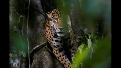 Un jaguar adulto encima de un árbol en la reserva de desarrollo sostenible de Mamiraua en Uarini, estado de Amazonas.- REUTERS Un jaguar adulto encima de un árbol en la reserva de desarrollo sostenible de Mamiraua en Uarini, estado de Amazonas.- REUTERS