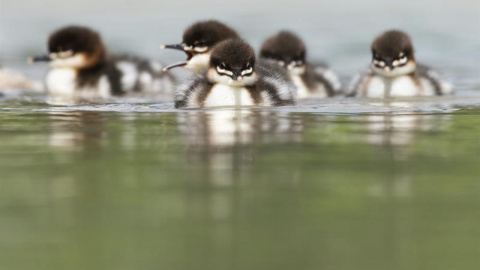 Varias crías de pato serrucho se deslizan por las aguas del río Isar en Múnich, Munich. EFE/Matthias Balk