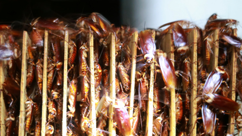 Cucarachas entre los cartones de una granja operada por la compañía farmacéutica Gooddoctor en Xichang, provincia de Sichuan, China. REUTERS / Thomas Suen