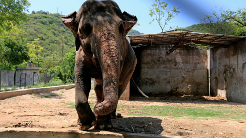 El elefante de nombre Kavaan de 29 años de edad en Pakistán.- REUTERS / Faisal Mahmood