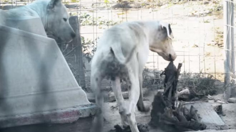 Una captura del vídeo en el que la ONG Equalia denuncia el espeluznante caso de maltrato a unos perros. Una captura del vídeo en el que la ONG Equalia denuncia el espeluznante caso de maltrato a unos perros.