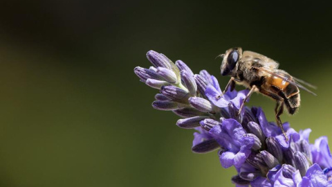 Una abeja descansa sobre una flor de lavanda en Múnich, Alemania. EFE/Sven hoppe