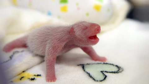 Una de las crías gemelas del panda gigante nacidas ayer, en una incubadora en la unidad de cuidados intensivos del centro en Macao en China. EFE/Incent W. S. Si