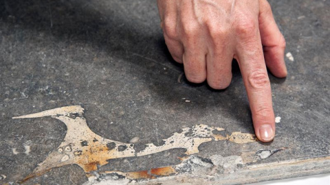 El fósil urbano de una vaca marina, hallado en el pavimento a la entrada de un edificio de Girona, ha sido sometido a un escáner médicopara profundizar en sus detalles como paso previo a una publicación científica.EFE/Robin Townsend