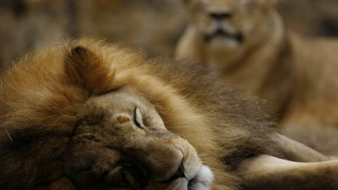 Una pareja de leones. Christian Escobar Mora (EFE) Una pareja de leones. Christian Escobar Mora (EFE)