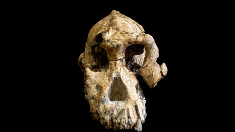 Fotografía facilitada por el Cleveland Museum of Natural History del cráneo de un Australopithecus Anamensis | EFE Fotografía facilitada por el Cleveland Museum of Natural History del cráneo de un Australopithecus Anamensis | EFE