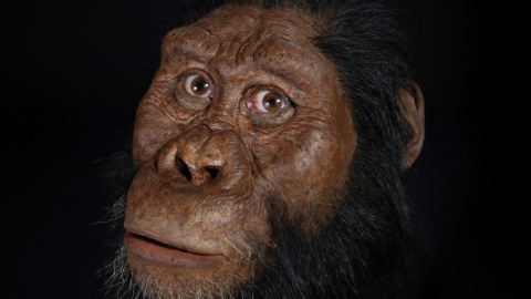 Posible reconstrucción facial del Australopithecus Anamensis | EFE Posible reconstrucción facial del Australopithecus Anamensis | EFE