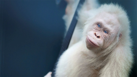 Liberan a Alba, la orangutana albina de la isla de Borneo | EFE Liberan a Alba, la orangutana albina de la isla de Borneo | EFE
