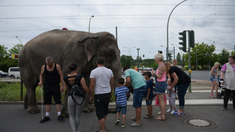 Un elefante de un circo alemán en las calles de Berlín , Alemania.-REUTERS / Stefanie Loos