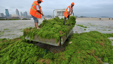Trabajadores descargan algas en una fábrica cerca de una playa en Qingdao , provincia de Shandong , China.- REUTERS / Stringer,