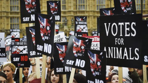 Protesta para pedir que se mantenga la prohibición de cazar zorros con perros a las puertas del Parlamento en Londres (Reino Unido) hoy, 14 de julio de 2015. El Gobierno canceló una votación sobre un cambio en la ley. EFE/Andy Rain