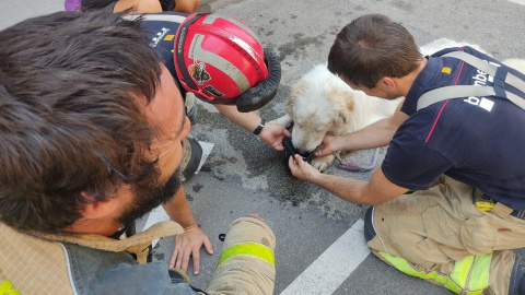 El perro tras ser rescatado por los bomberos y la Polícia Municipal de Terrassa, a 23 de agosto de 2023 El perro tras ser rescatado por los bomberos y la Polícia Municipal de Terrassa, a 23 de agosto de 2023