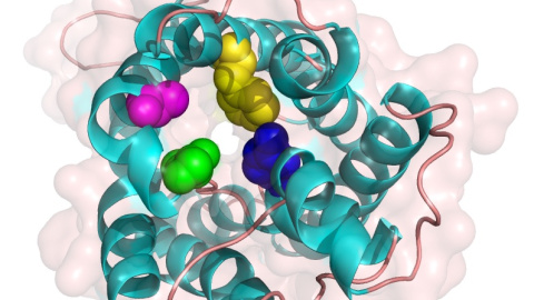 Modelo de una de las proteínas expresadas por los genes Eglps.