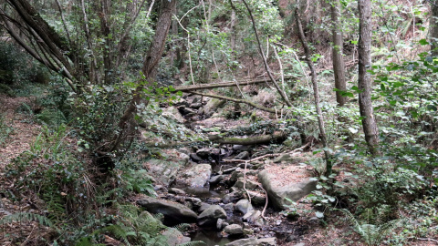 Torrent a tocar del nucli de Mosqueroles, amb molt poca aigua