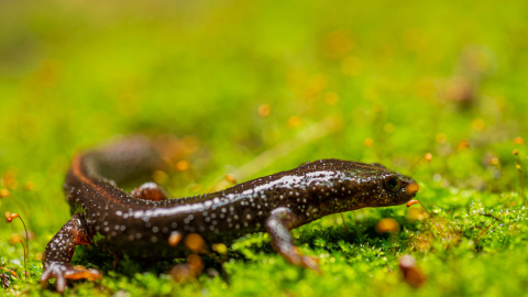 Ejemplar d’un tritó del Montseny