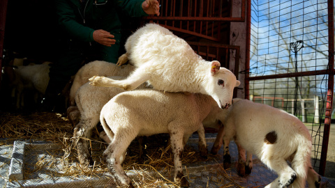 Un cordero es lanzado al suelo durante la descarga. Esta práctica está prohibida por el reglamento (CE) Nº1099/2009 relativo a la protección de los animales en el momento de la matanza./ Aitor Garmendia