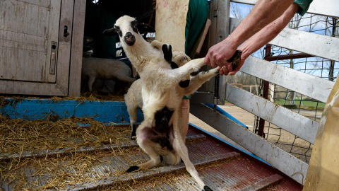 Un cordero es arrastrado por las patas desde el camión que le ha transportado hasta los corrales del matadero./ Aitor Garmendia
