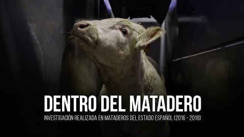 Bienestar animal