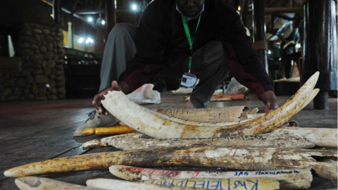 Un miembro de los Servicios de Vida Silvestre de Kenia (KWS) hace el inventario de las existencias ilegales de marfil de elefante en la sede de KWS en Nairobi el 21 de julio de 2015. Kenya ha puesto en marcha un inventario electrónico nacio