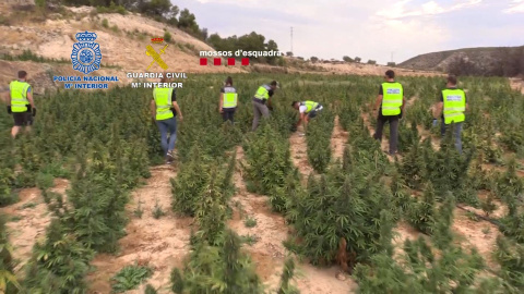 Agentes de policía en los campos de marihuana, a 18 de noviembre de 2022. Agentes de policía en los campos de marihuana, a 18 de noviembre de 2022.