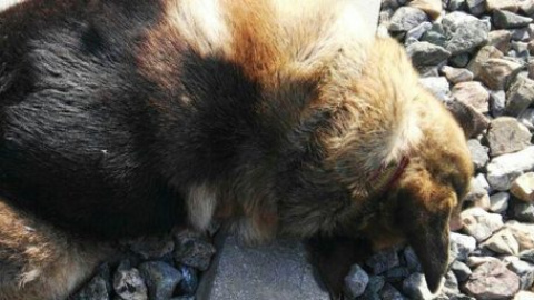 Aparecen 20 perros que murieron atados a la vía del tren. / PACMA Aparecen 20 perros que murieron atados a la vía del tren. / PACMA
