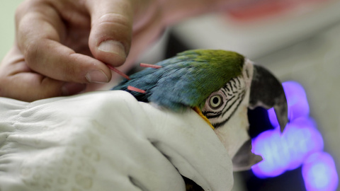Un guacamayo de garganta azul recibe una terapia de acupuntura y láser en el hospital veterinario en el parque zoológico de Brasilia, 30 de julio de 2015. El hospital utiliza esta terapia para mejorar la salud y el bienestar de los animales