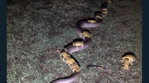 Sapos subidos sobre una serpiente pitón./Twitter Sapos subidos sobre una serpiente pitón./Twitter