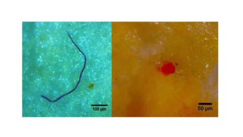 Microplásticos localizados en los mejillones de la costa noroeste española visto por microscopio.