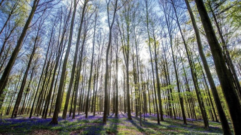 Las especies adoptan diferentes estrategias para enfrentarse a los eventos climáticos extremos. EFE