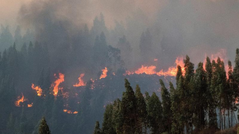 El incendio forestal declarado este jueves en el paraje El Chorrito de Paterna del Campo (Huelva).- EFE/ David Arjona El incendio forestal declarado este jueves en el paraje El Chorrito de Paterna del Campo (Huelva).- EFE/ David Arjona