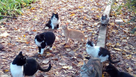 Imagen de archivo de gatos callejeros / EFE Imagen de archivo de gatos callejeros / EFE