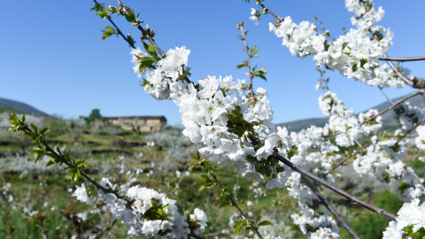 Varios árboles de cerezo en la floración de los cerezos, en el Valle del Jerte, a 4 de abril de 2023 en Cáceres. Varios árboles de cerezo en la floración de los cerezos, en el Valle del Jerte, a 4 de abril de 2023 en Cáceres.