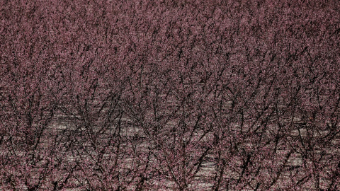 Imagen de archivo de los Cieza (Murcia) con hileras de melocotoneros en flor, a 21 de febrero de 2022. Imagen de archivo de los Cieza (Murcia) con hileras de melocotoneros en flor, a 21 de febrero de 2022.