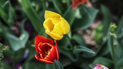 Tulipanes en el Real Jardín Botánico, a 15 de abril de 2023. Tulipanes en el Real Jardín Botánico, a 15 de abril de 2023.