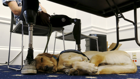 Knoxville, un perro de servisio, duerme sobre los pies del soldado estadounidense retirado Stefan LeRoy. REUTERS/Jonathan Ernst