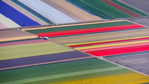 Vista aérea de los campos de flores, cerca del parque de Keukenhif, conocido como el Jardín de Europa, en los Países Bajos.- YVES HERMAN (REUTERS)