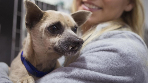 El perro Lucky, podrá alimentarse con normalidad tras la operación. Hospital Veterinario València Sur El perro Lucky, podrá alimentarse con normalidad tras la operación. Hospital Veterinario València Sur