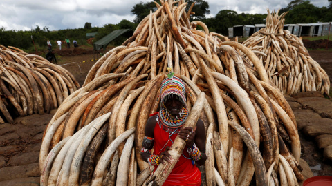 Miembro de la tribu Masai sostiene un colmillo de elefante en el Parque Nacional de Nairobi.  REUTERS/Thomas Mukoya