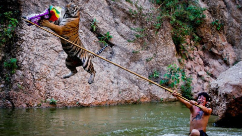 Un entrenador, apodado "El super hombre-tigre", juega con un tigre en el Templo del Tigre en la provincia de Kanchanaburi, Tailandia. EFE/Diego Azubel